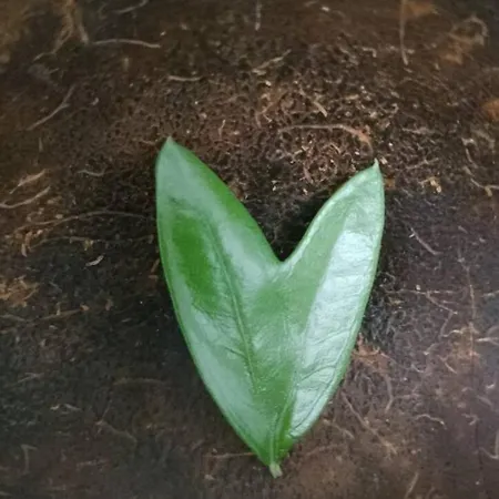 La Casa Di Giuda * Vigliano d'Asti